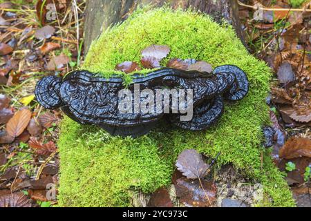 Schwarze Halterung Pilz auf grünen Moos Stockfoto