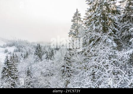 Blick auf einen Wald mit Frost und Schnee in der Winter Stockfoto