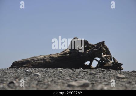 Großes Treibholz an der Westküste, Südinsel, Neuseeland, Ozeanien Stockfoto