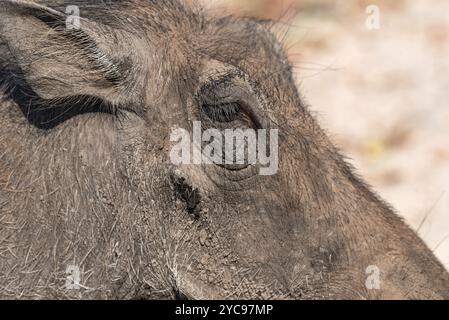 Gemeinsame Warzenschwein, close-up der Tiere in der Natur Lebensraum der Chobe National Park, Botswana Stockfoto