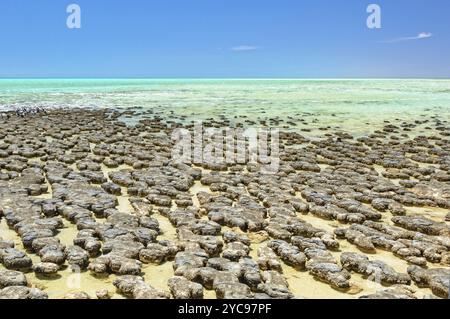 Stromatolite sind felsenähnliche Strukturen, die von Bakterien im Flachwasser gebildet werden, Hamelin Pool, Denham, WA, Australien, Ozeanien Stockfoto