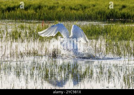 Höckerschwan ab das Wasser in einem See Stockfoto