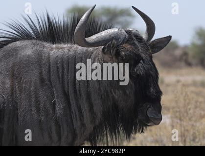 Blaues Gnus im Nxai-Pan-Nationalpark, Botswana, Afrika Stockfoto