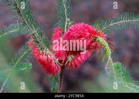 Calothamnus Quadrifidus Stockfoto