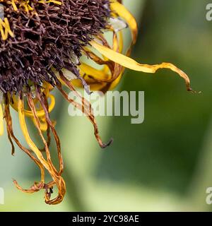 Die Sektion Sterbende Sonnenblumen Stockfoto