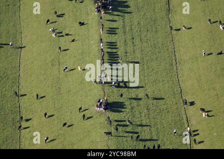 Luftaufnahme von Milchkühen auf Paddocks in West Coast Buckel und Aushöhlen, Neuseeland, Ozeanien Stockfoto