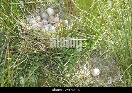 Eier gelegt von einem Swamphen oder Pukeko (Porphryio porphyrio), Westküste, Südinsel, Neuseeland, Ozeanien Stockfoto