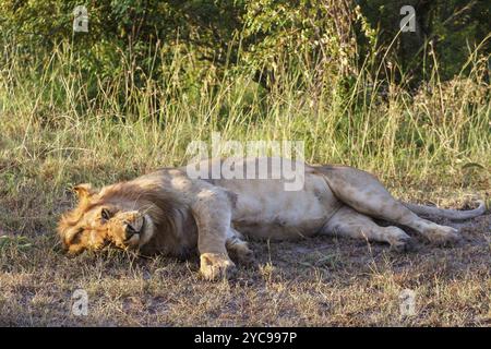 Großer männlicher Löwe, der auf dem Boden im Gras liegt und ruht Stockfoto