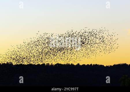 Sonnenuntergang mit einer großen Herde von Dohlen in Silhouette Stockfoto