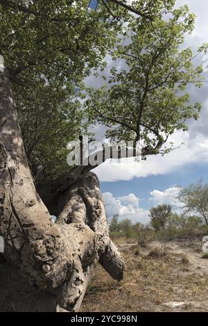 Alte kaputte Baobab Baum zwischen Tsumkwe und Khaudum Nationalpark im Norden Namibias Stockfoto