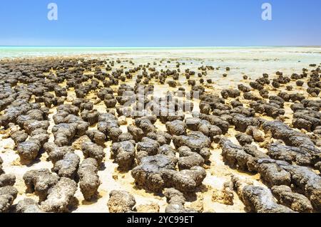 Stromatolite sind felsenähnliche Strukturen, die von Bakterien im Flachwasser gebildet werden, Hamelin Pool, Denham, WA, Australien, Ozeanien Stockfoto