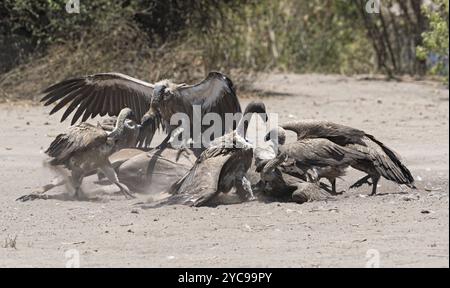 Weissgeier fressen den Kadaver eines toten Greater Kudu, Chobe National Park, Botswana, Afrika Stockfoto