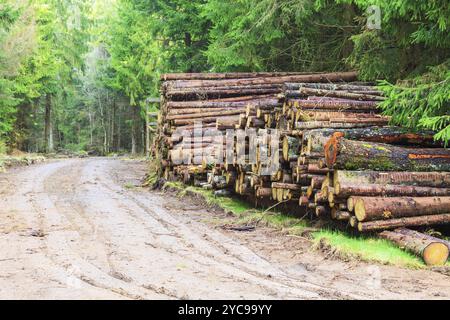 Holz Stack von der Straße in den Wald Stockfoto