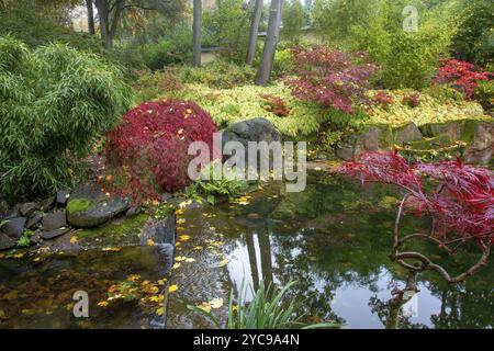 Stream im japanischen Garten in Kaiserslautern. Fantastischer orangener Herbst! Rote japanische Ahornbäume (die die ganze Saison rot sind). Herbst, ein bisschen Stockfoto