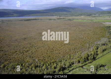 Hochmoor am Haupiri-See, Westküste, Südinsel, Neuseeland, Ozeanien Stockfoto