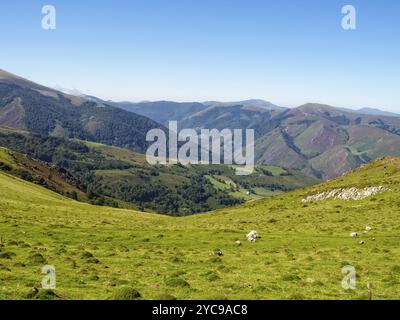 Wunderschöne grüne Weide hoch oben in den Pyrenäen auf dem französischen Camino, St. Jean Pied de Port, Frankreich, Europa Stockfoto