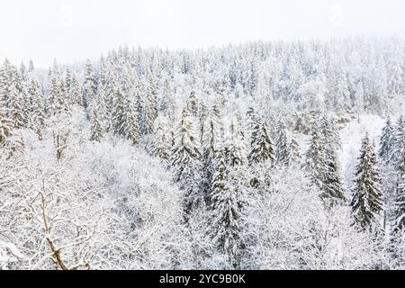 Ausblick auf den Wald im Winter Stockfoto