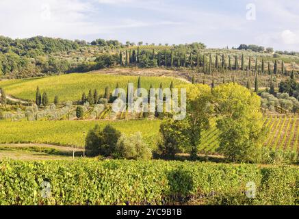 Lebendige toskanische Herbstlandschaft mit Weinbergen und Kiefern in der Nähe von Montalcino, Italien, Europa Stockfoto