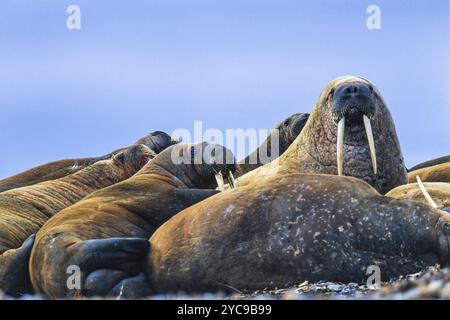 Walrus ruht sich an einem Strand in der Arktis aus Stockfoto