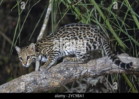 Ozelot (Leopardus pardalis), nachts, Klettern auf einem Ast, Pantanal, Inland, Feuchtgebiet, UNESCO Biosphärenreservat, Weltkulturerbe, Feuchtbiotope Stockfoto
