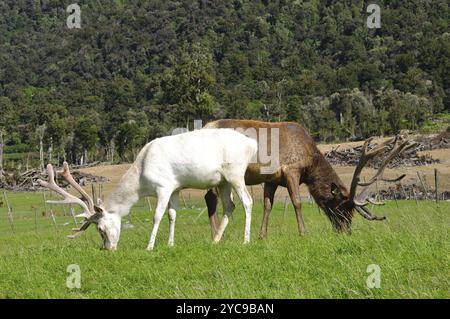 Zwei Rothirsche, die weiden (eines ist eine weiße Rasse, das andere normal), Westküste, Südinsel, Neuseeland, Ozeanien Stockfoto