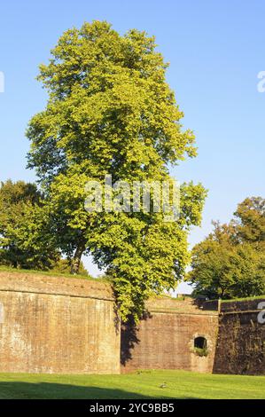 Baum über der Stadtmauer am Baluardo San Martino, Lucca, Italien, Europa Stockfoto