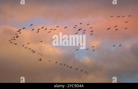 Kraniche am Himmel über Linum, Brandenburg, Deutschland, Kraniche am Himmel über Linum, Deutschland Stockfoto