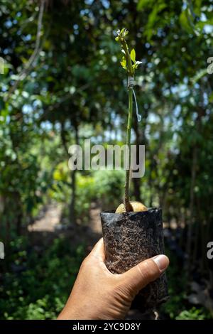 Eine Hand, die einen Avocadokeimling (Persea americana) in Polybeuteln hält, ECO Earth Day Konzept. Stockfoto