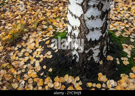 Betula pendula, Silberbirkenbaum Stamm und Blätter im Herbst Stockfoto