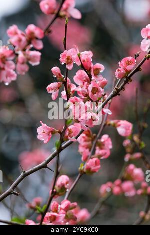 Chaenomeles Hybriden, blühende Quitte, Roter Häuptling, japanische Quitte, dunkelrosa Blüten im Spätwinter Stockfoto