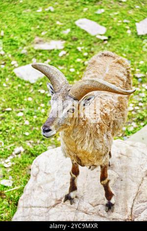 Blaue Schafe in ihrem natürlichen Lebensraum in der Wildnis. Stockfoto