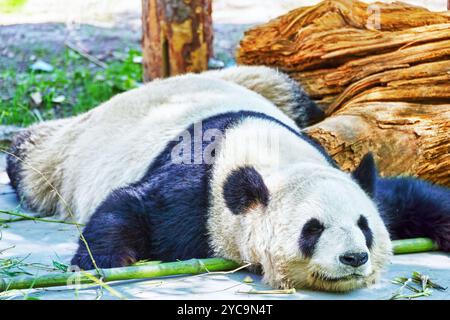 Süße schlafende Panda in seinem natürlichen Lebensraum. Stockfoto