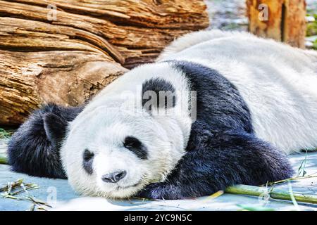 Süße schlafende Panda in seinem natürlichen Lebensraum. Stockfoto