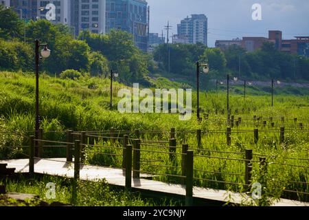 Ulsan, Südkorea - 9. Juli 2019: Eine hölzerne Wanderbrücke, umgeben von lebhaften grünen Sumpfgebieten im Taehwa River Park, mit Stadtgebäuden im Ba Stockfoto