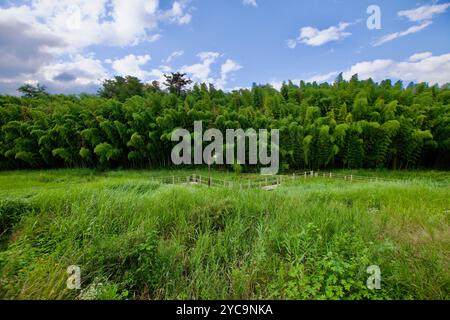 Ulsan, Südkorea - 9. Juli 2019: Ein üppiger Bambushain überblickt ein pulsierendes Sumpfgebiet in der Nähe des Taehwa River mit einem klaren blauen Himmel und flauschigen Wolkencrea Stockfoto