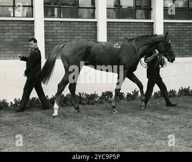 Britischer Profiboxer Terry Downes auf dem Rennpferd, UK 1964 Stockfoto