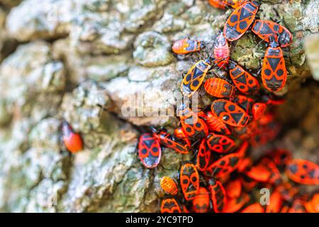 Gruppe von Feuerwanzen (Pyrrhocoris apterus) auf der Rinde eines Baumes. Stockfoto