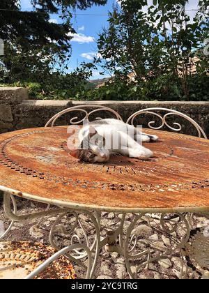 Junge Tabbykatze, die draußen auf einem Vintage-Tisch im französischen Dorf Montbrun-les-bains liegt. Stockfoto