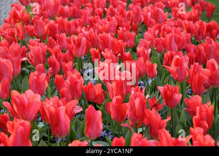 Beautiful red tulips, photo made in Keukenhof, Netherlands, the most beautiful garden in the world. It took me all day to see all the flowers. Stockfoto