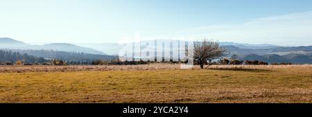 Wunderschöne herbstliche Berglandschaft. Blick auf den Czorsztyńskie-See und die Tatra. Ein einsamer Baum im Vordergrund. Blickpunkt. Czorsztyn, Polen Stockfoto