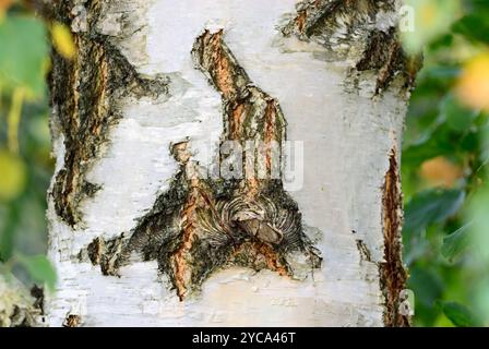 Birkenrindenstruktur, Betula-Pendel mit abstraktem Muster, das einer sitzenden menschlichen Figur ähnelt. Natürlicher Hintergrund. Dubnica nad Vahom, Slowakei Stockfoto