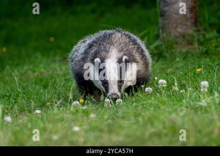 Badger (meles meles) im Garten in den schottischen Highlands Stockfoto