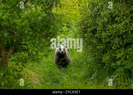 Badger (meles meles) im Garten in den schottischen Highlands Stockfoto