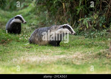 Two Badgers (meles meles) im Garten in den schottischen Highlands Stockfoto