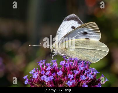 Ein weiblicher großer weißer Schmetterling (Pieris brassicae), der von einer Verbena-Blume ernährt wird Stockfoto