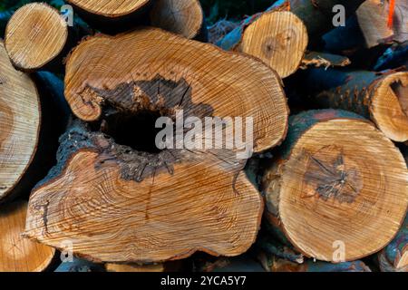 Querschnitt eines Baumstamms mit Hohlkörper und Wachstumsringen, die die natürliche Körnung und das Muster des Holzes hervorheben. Stockfoto