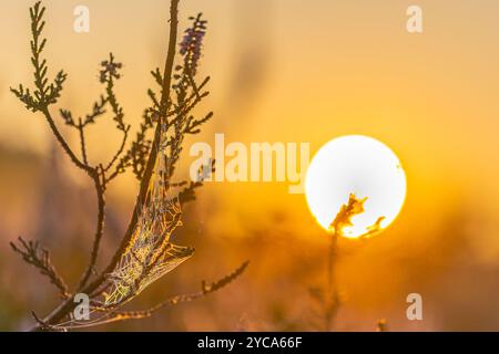 Ein Spinnennetz mit Tautropfen, die an Zweigen der Heidekraut im Hintergrund hängen, mit der aufgehenden Morgensonne im Hintergrund Stockfoto