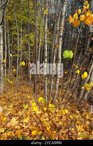 Die Ahornblätter färben den Wald in leuchtend gelben Farben. Malmköping , Schweden Stockfoto