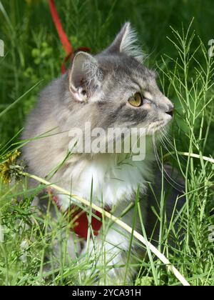 Graue reinrassibirische Katze auf einer Schnur im Freien auf einem Grasfeld Stockfoto