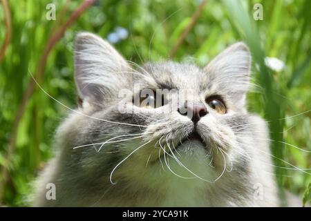 Nahaufnahme auf dem Gesicht einer grauen reinrassigen sibirischen Katze Stockfoto